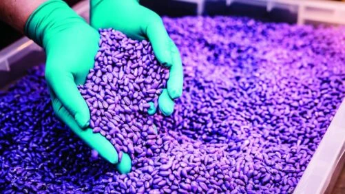 Seed Treatment